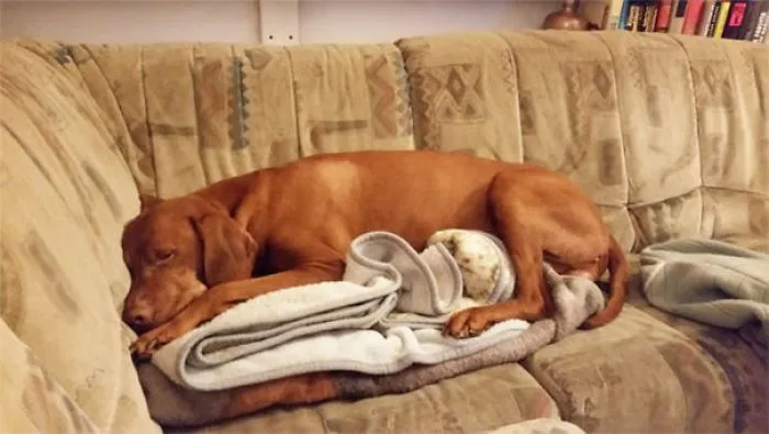 My Dog Is Not Allowed On The Couch, But He's Allowed To Sleep On This Blanket. Smartass
