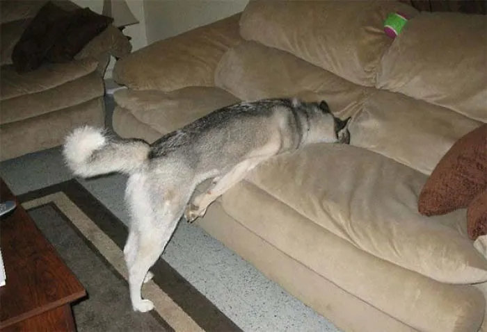 No Paws Allowed On The Couch