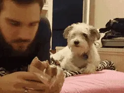 Hungry Puppy Pretends He's Not Begging For Food By Looking The Other Way