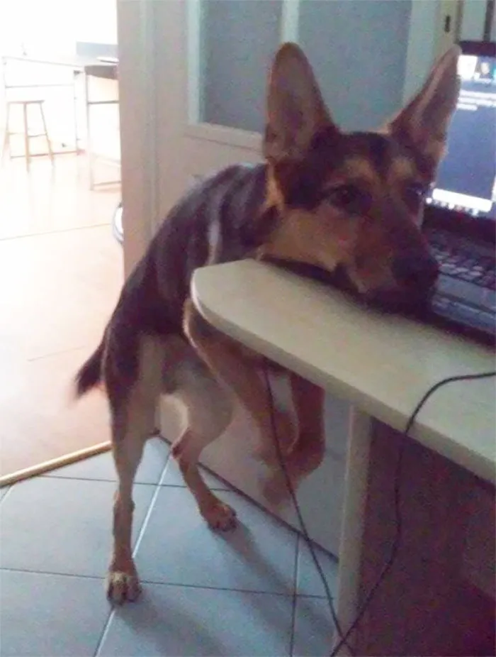 He's Forbidden From Putting Paws On The Desk When He Wants His Ball Thrown. That's His Way For Going Around The Rule