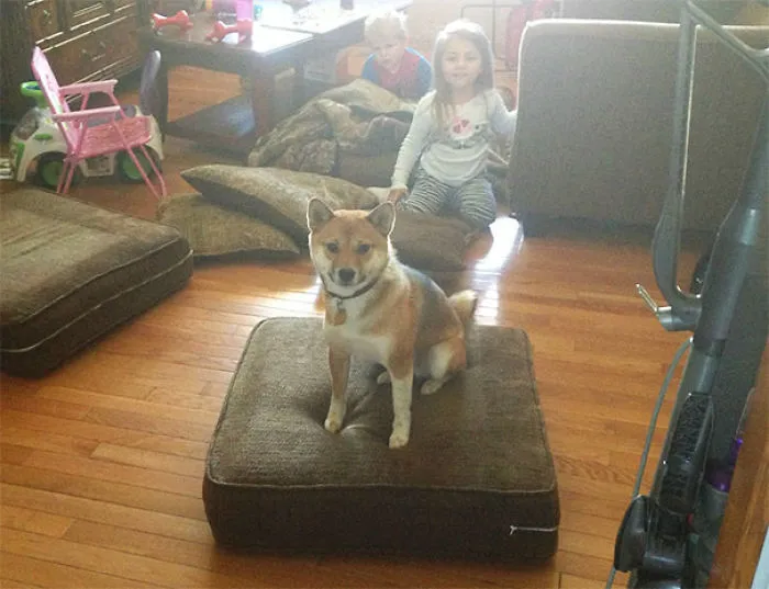 The Dog Isn't Allowed On The Couch, So After The Babies Threw The Cushions On The Floor, She Seized Her Opportunity And Stared At Me Triumphantly