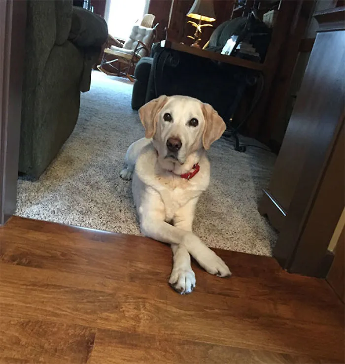 Así se tumba mi perro mientras comemos en la cocina, donde no puede entrar