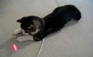 Neil deGrasse Tyson Tries To Make Fun Of Cats On Twitter, Gets Totally Destroyed By One