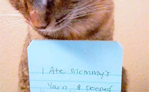 Share Your Pics Of Pets Being Shamed For Their Crimes