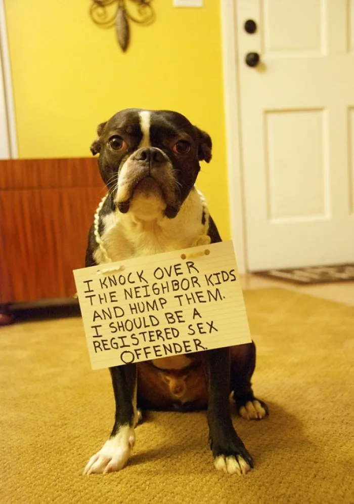 Dog Shaming
