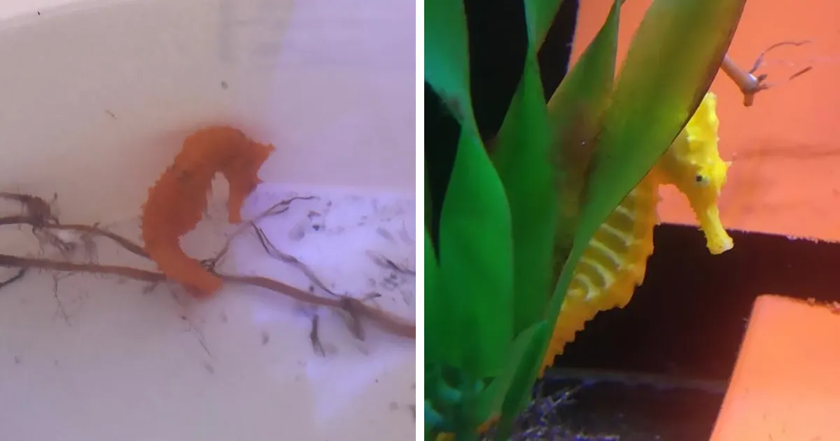 Una niña rescata a un caballito de mar naranja que confundió con un cheeto
