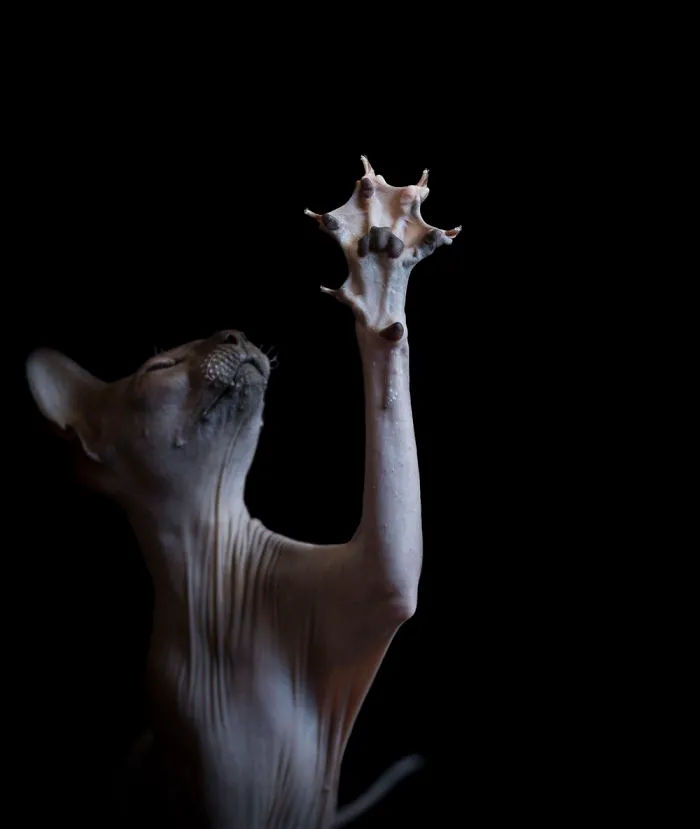 43 Hairless Cat Photos That Will Remind You Of Aliens
