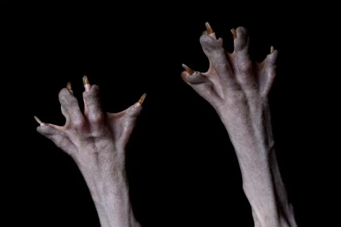 43 Hairless Cat Photos That Will Remind You Of Aliens