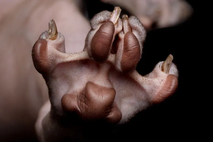 43 Hairless Cat Photos That Will Remind You Of Aliens