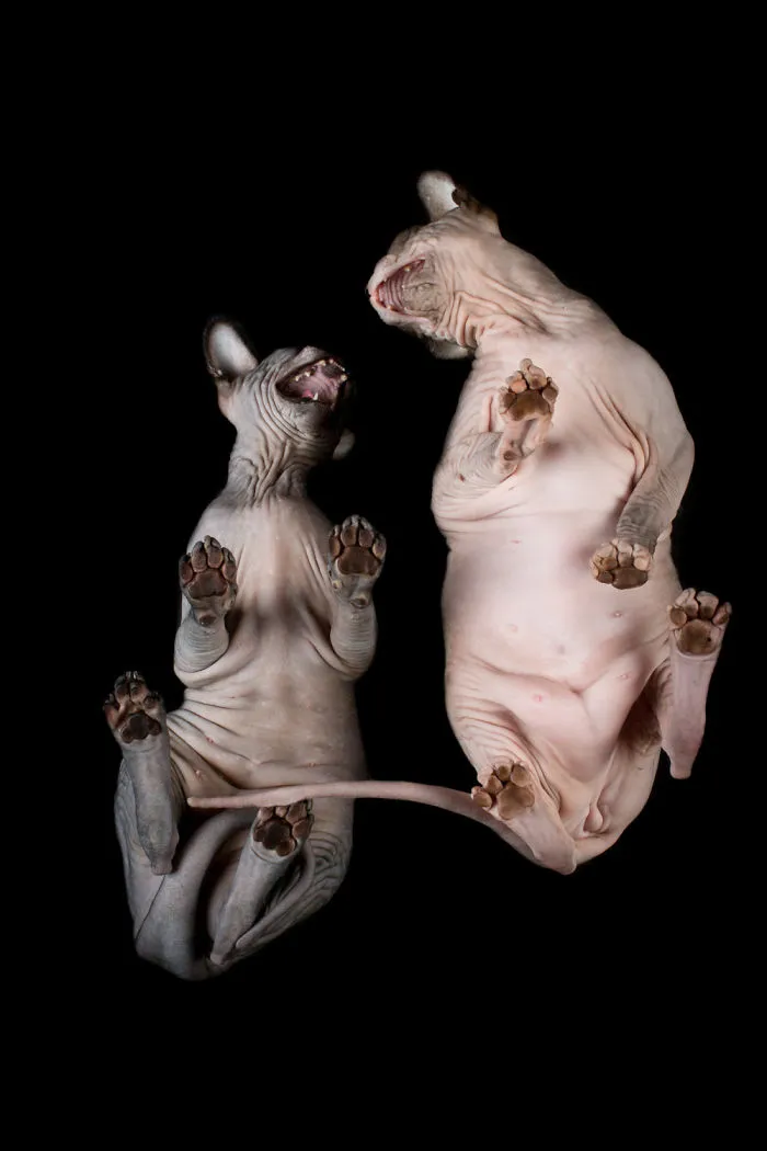 43 Hairless Cat Photos That Will Remind You Of Aliens