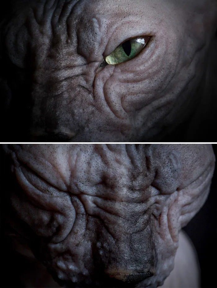 43 Hairless Cat Photos That Will Remind You Of Aliens