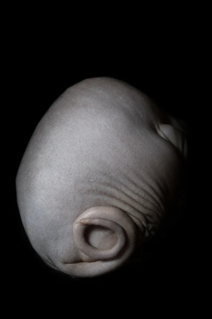 43 Hairless Cat Photos That Will Remind You Of Aliens