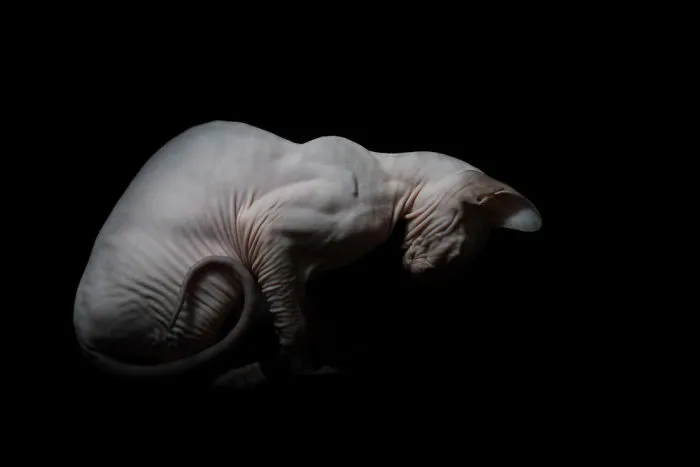 43 Hairless Cat Photos That Will Remind You Of Aliens