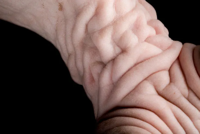 43 Hairless Cat Photos That Will Remind You Of Aliens