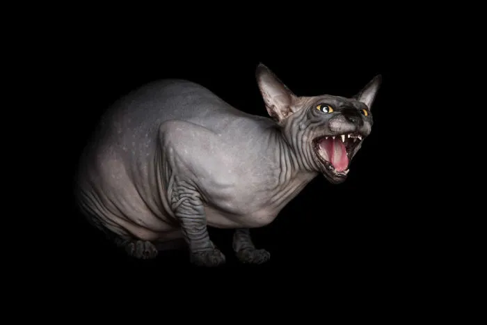 43 Hairless Cat Photos That Will Remind You Of Aliens