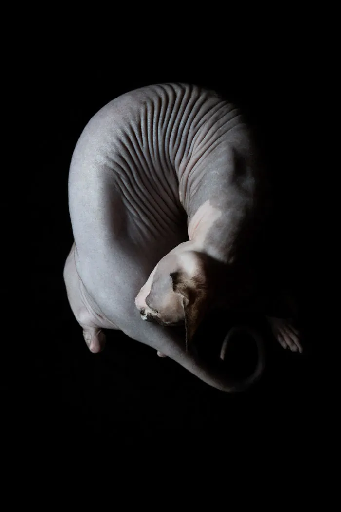 43 Hairless Cat Photos That Will Remind You Of Aliens