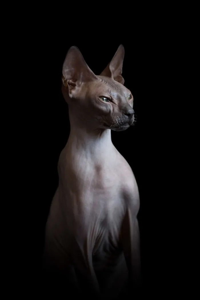43 Hairless Cat Photos That Will Remind You Of Aliens