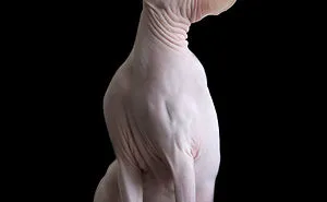 43 Hairless Cat Photos That Will Remind You Of Aliens