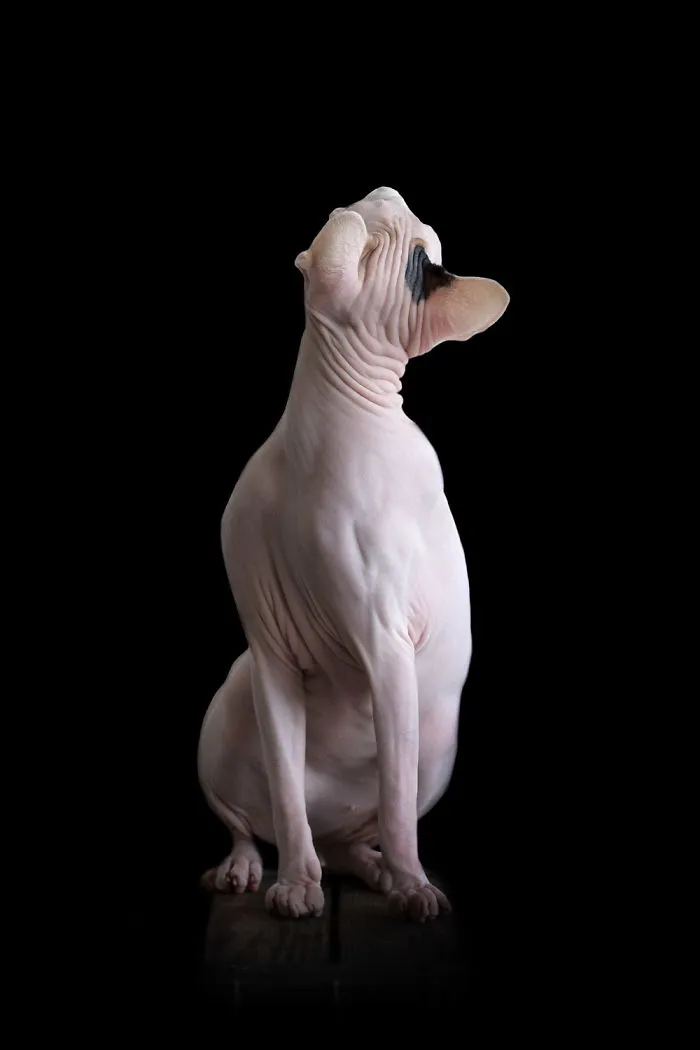 43 Hairless Cat Photos That Will Remind You Of Aliens