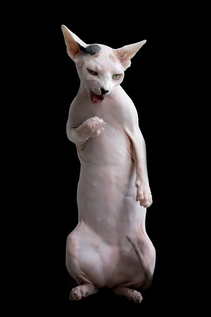 43 Hairless Cat Photos That Will Remind You Of Aliens