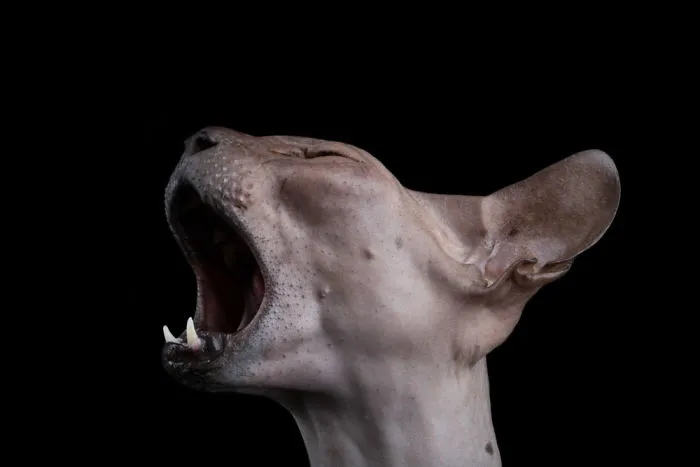 43 Hairless Cat Photos That Will Remind You Of Aliens