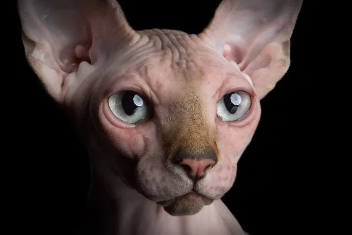 43 Hairless Cat Photos That Will Remind You Of Aliens