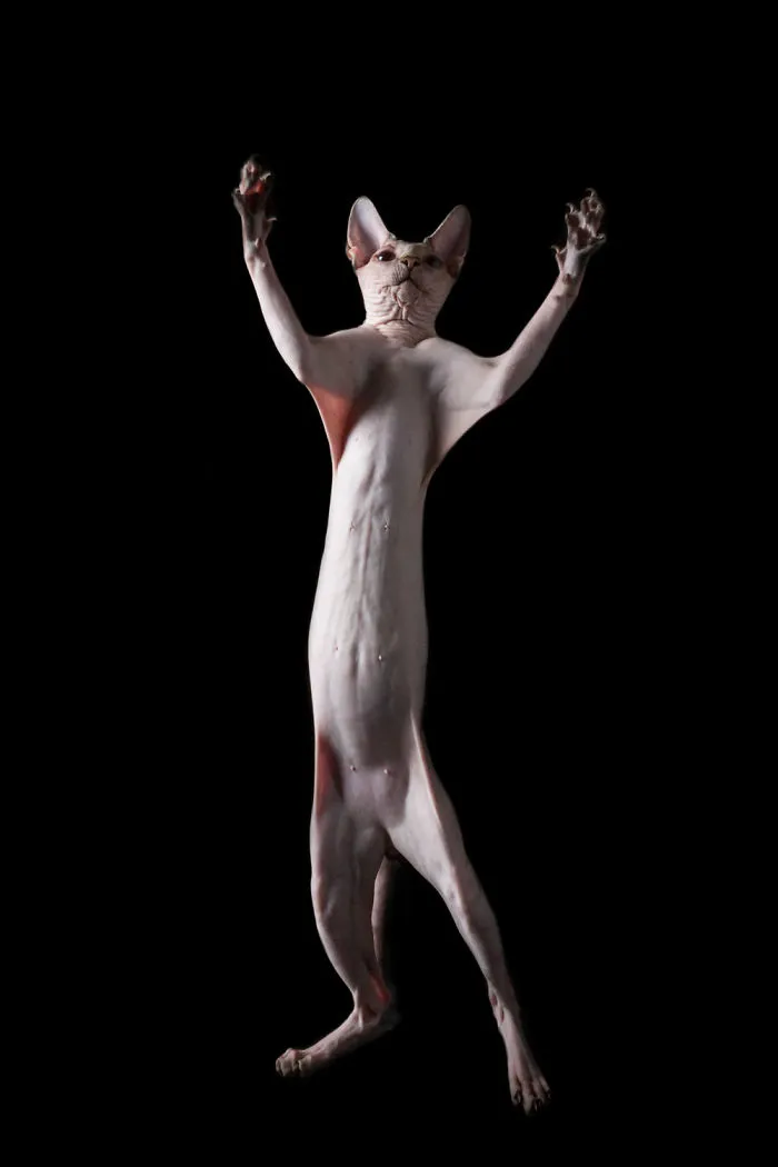 43 Hairless Cat Photos That Will Remind You Of Aliens