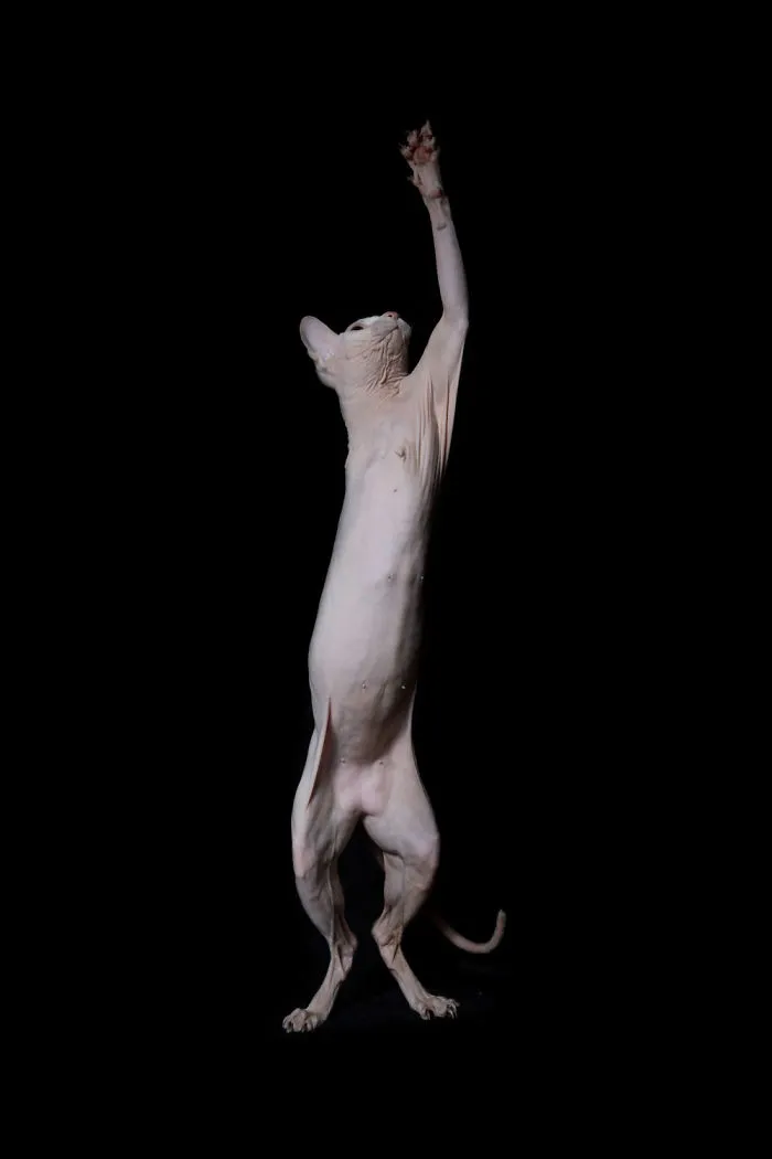 43 Hairless Cat Photos That Will Remind You Of Aliens
