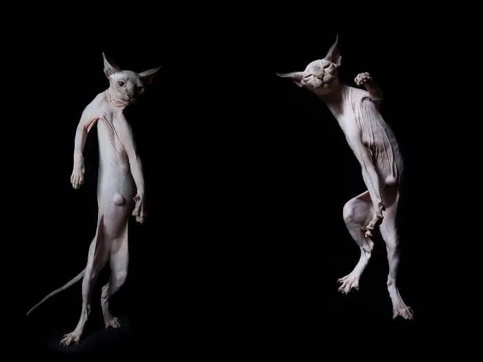 43 Hairless Cat Photos That Will Remind You Of Aliens