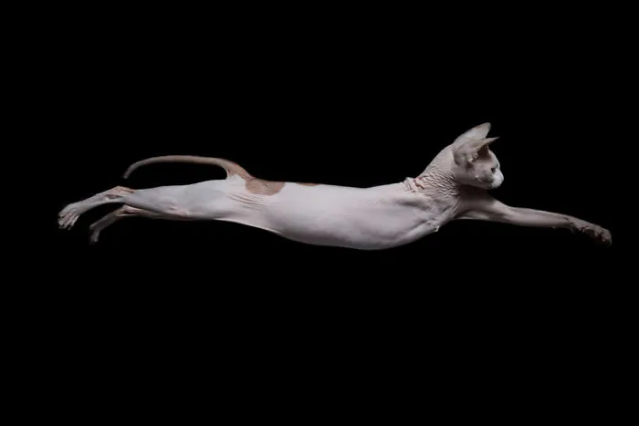 43 Hairless Cat Photos That Will Remind You Of Aliens