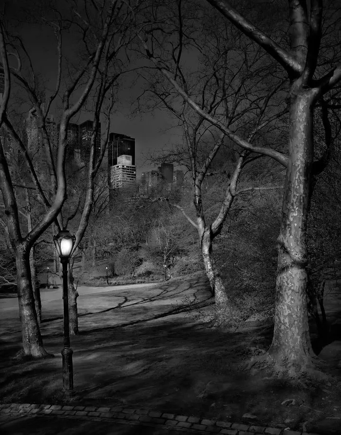 Predawn, London Planetrees