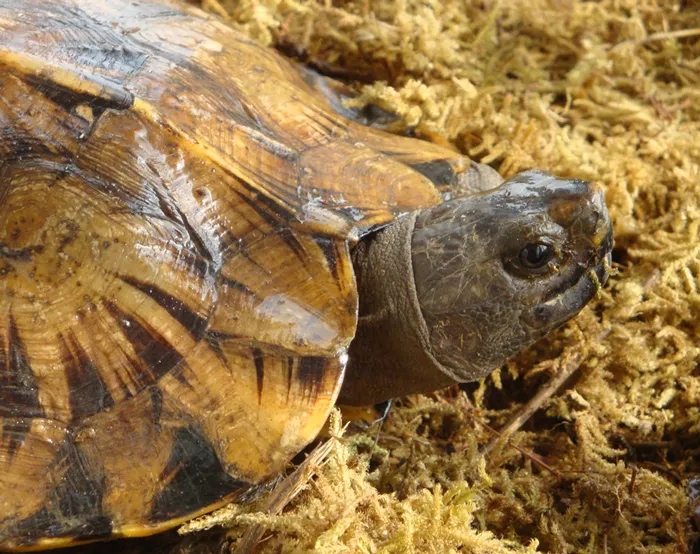 Arakan Forest Turtle