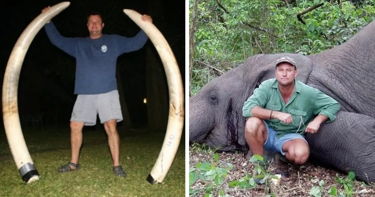 Un cazador muere a manos de un elefante durante su cacería en Africa