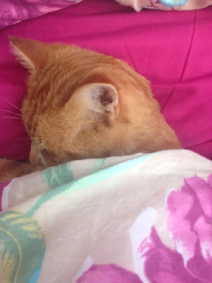 Found This Mischievous Cat In My Bed