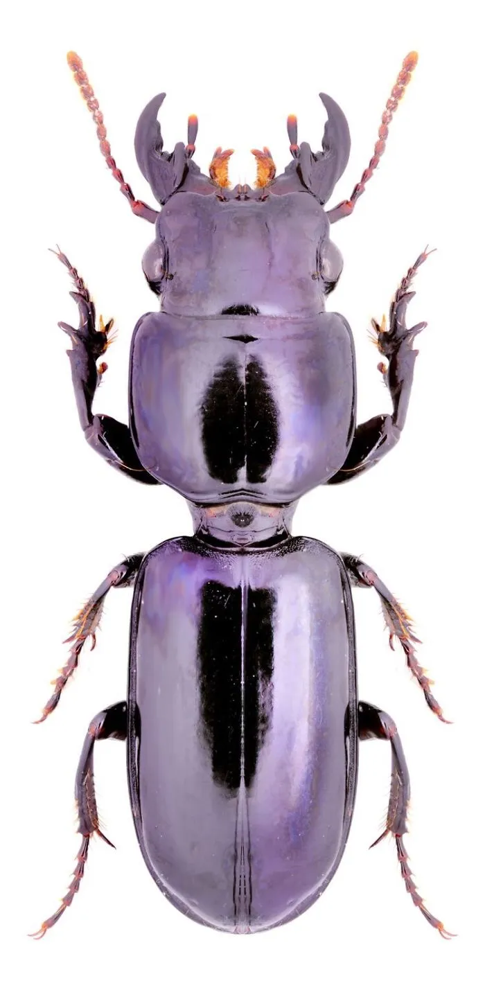 Insects Beetles