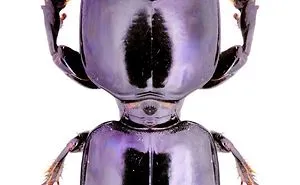 Insects Beetles