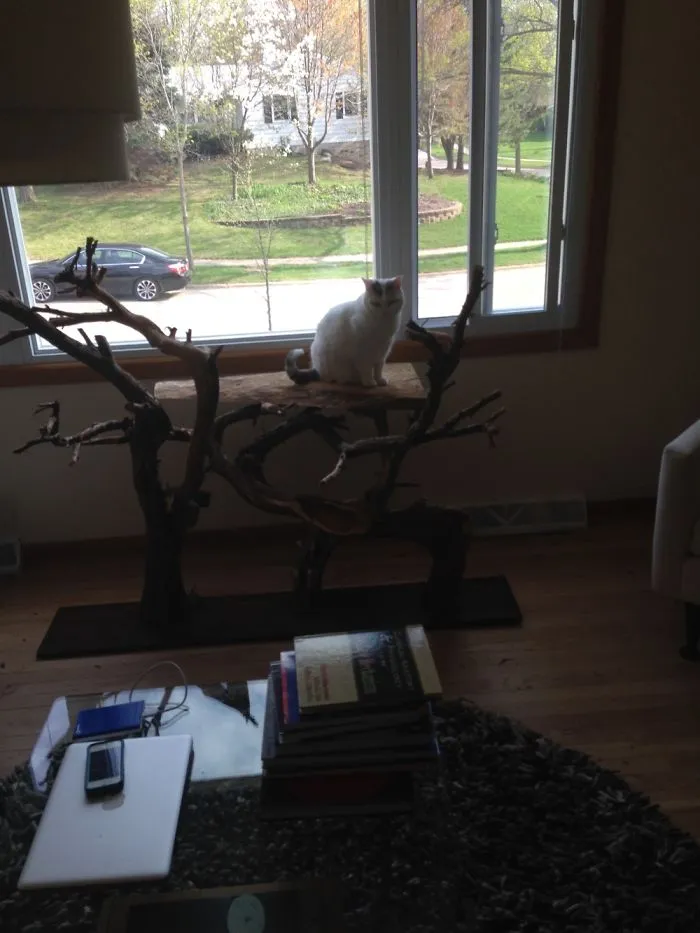 Happy Cat