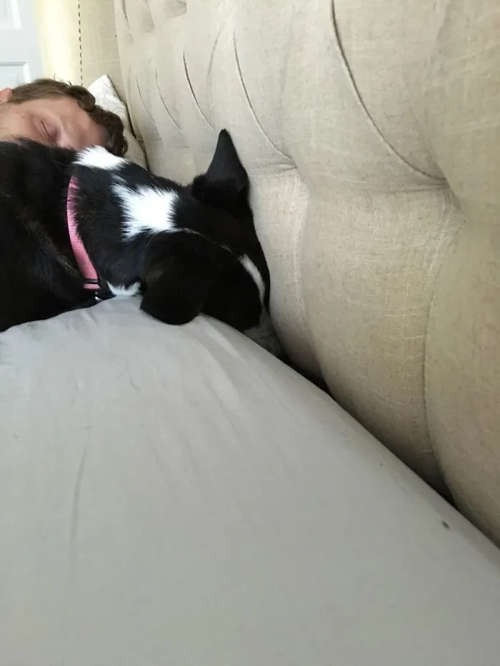 This Is How Luna Hides From The Cat...