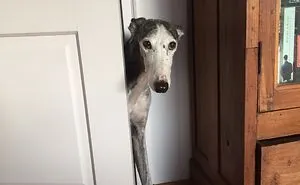 156 Dogs Who Are Afraid Of The Most Ridiculous Things