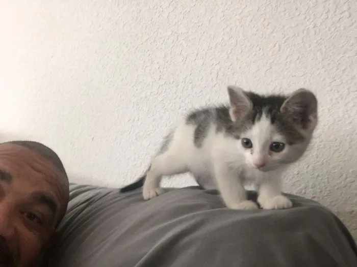 My Cat
