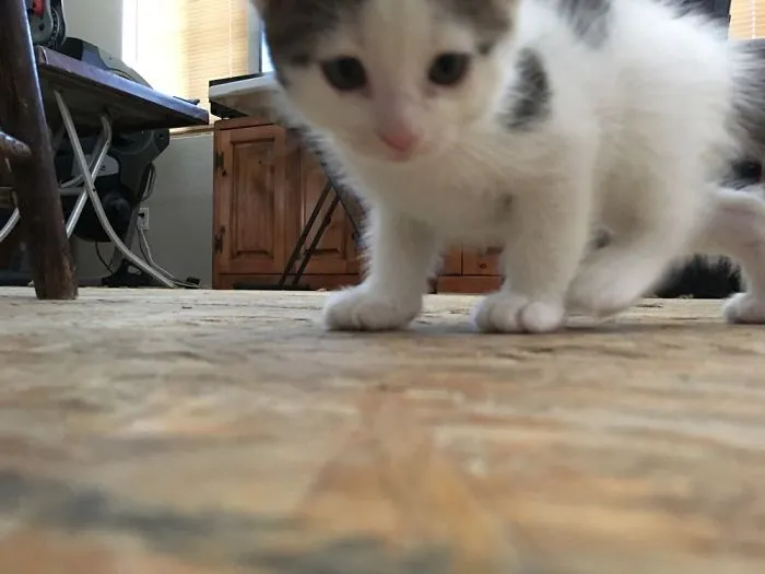 My Cat