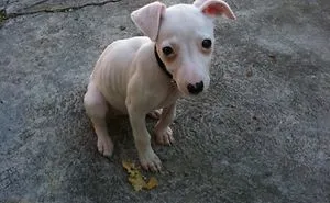People Thought This Puppy Was Too Ugly!