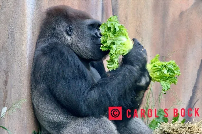 Gorilla Who Loves Lettuce.