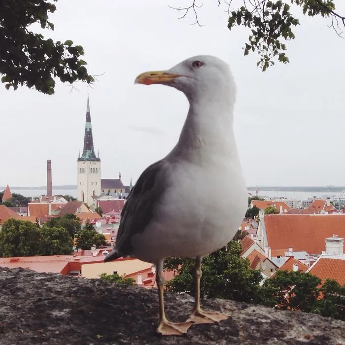 Tallinn