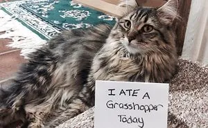 Share Your Pics Of Pets Being Shamed For Their Crimes