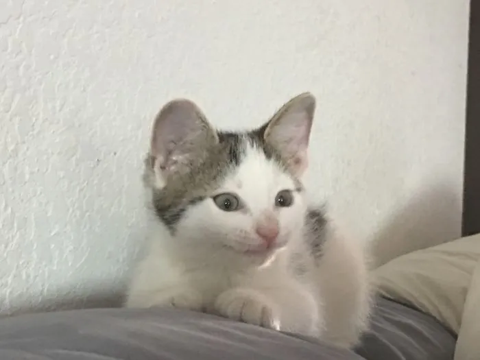 The Face
