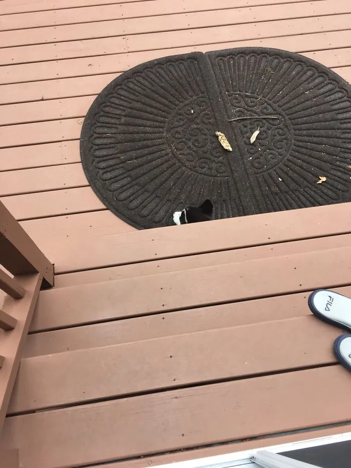 Husky Puppy Hiding