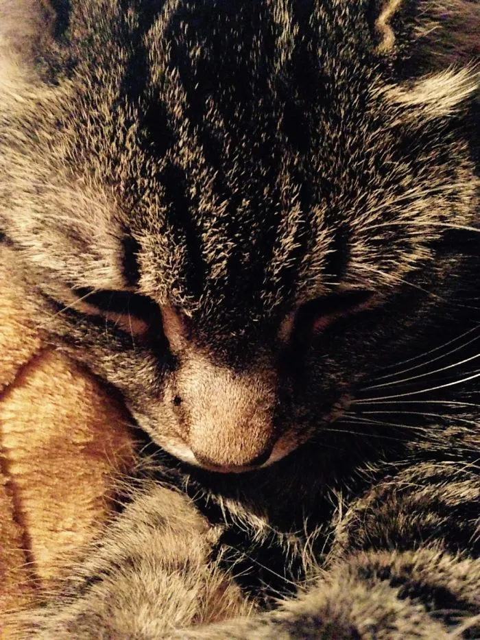 I Take Photos Of Animals Using Only An Iphone Camera