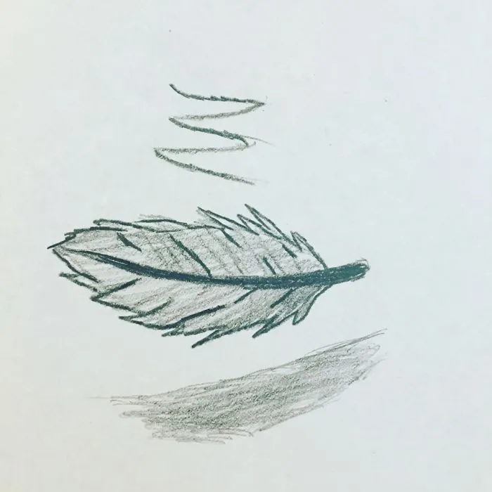 Feather Drawing
