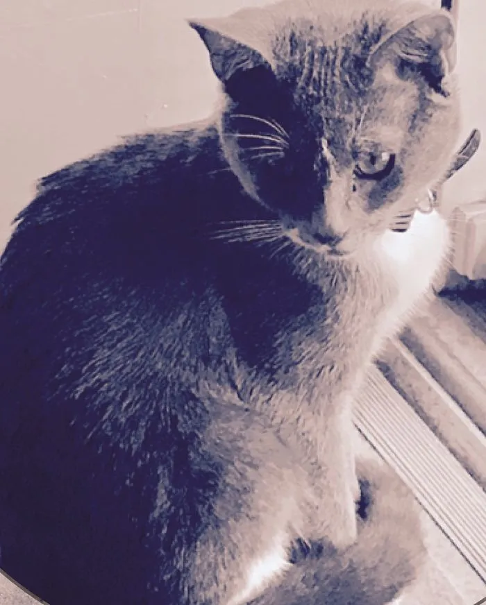 My Photogenic Cat Named Grady